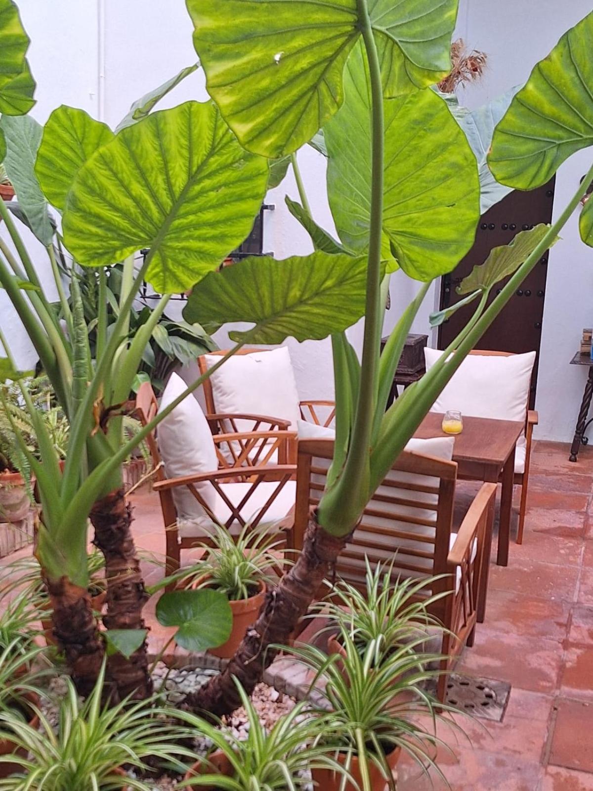 Hostal Gran Capitan Chipiona Dış mekan fotoğraf
